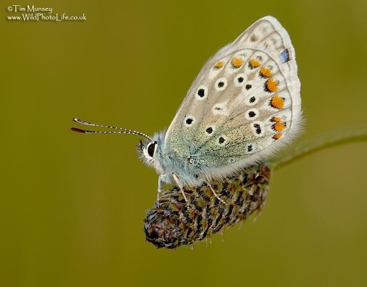 Common Blue 30_05_06.jpg